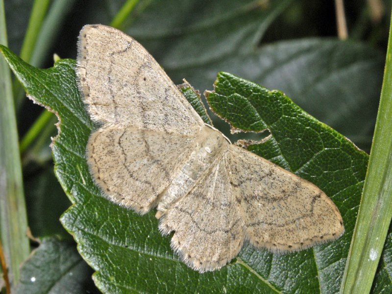 Idaea sp. (Geometridae)